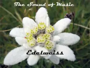 The Sound of Music - Edelweiss
